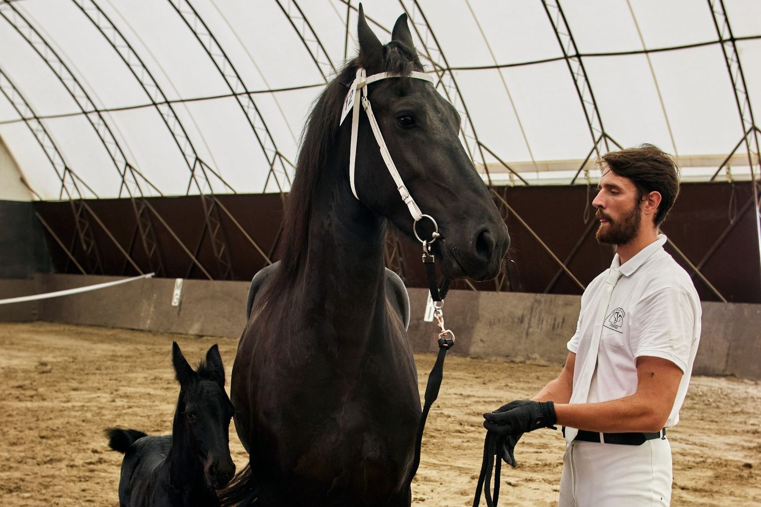 KFPS ROYAL FRIESIAN