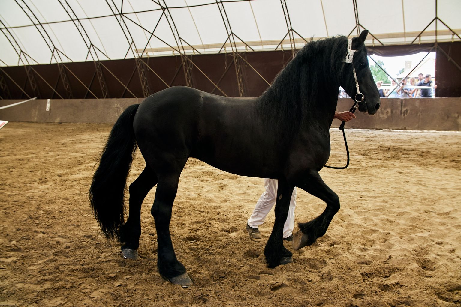 KFPS ROYAL FRIESIAN